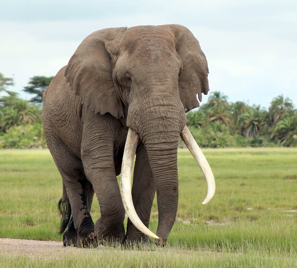 Bộ sưu tập hình ảnh con voi đẹp với hơn 999+ tấm ảnh – Toàn bộ hình ảnh con voi đẹp chất lượng 4K