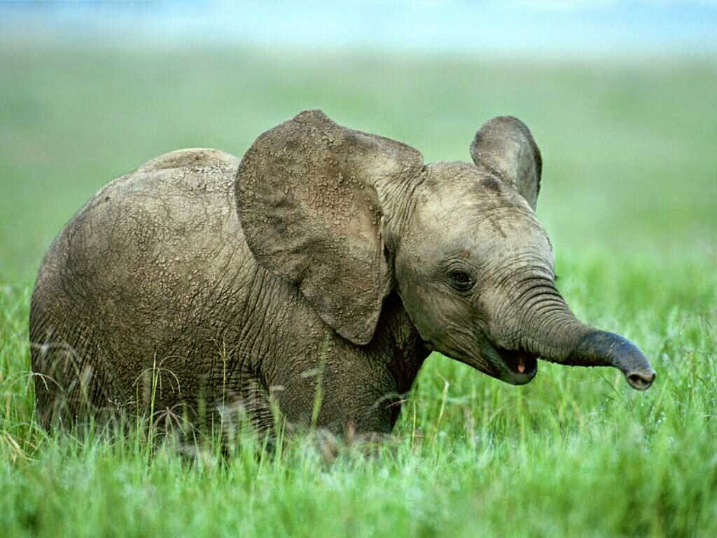 50+ Hình ảnh con voi dễ thương, đẹp nhất mà bạn nên biết